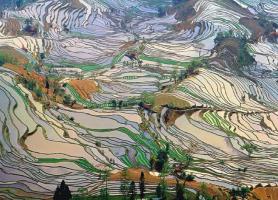 تراس های برنج یوننان: شاهکاری از مهندسی کشاورزی که نفس را در سینه حبس می کند