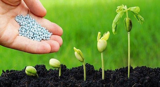 سیر صعودی تقاضای جهانی برای کودهای زیستی، ضرورت اقتصادی کردن کشاورزی زیستی در کشور