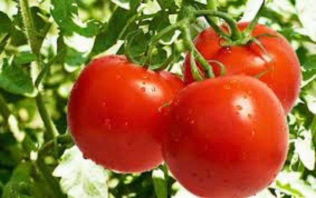 مازاد فراوری گوجه فرنگی در زنجان
