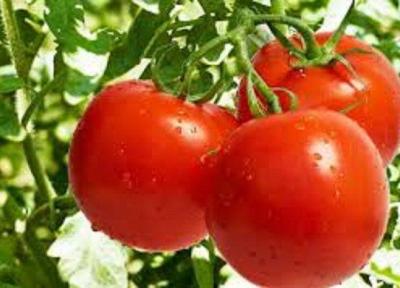 مازاد فراوری گوجه فرنگی در زنجان