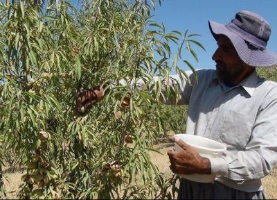 چهارمحال و بختیاری رتبه نخست فراوری بادام کشور را کسب کرد