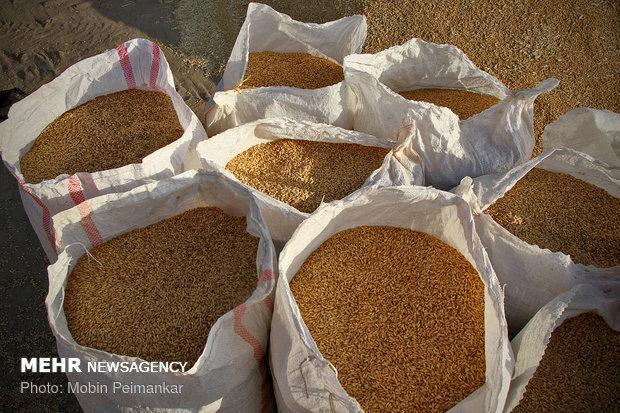 تولیدی های آرد یزد برای تامین آرد با سبوس استاندارد اقدام نمایند