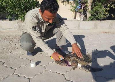 نجات جان یک قطعه لاک پشت سبز دریایی در جنوب سیستان بلوچستان