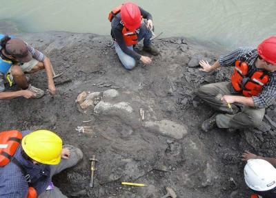 کشف بقایای گاو دریایی 20 میلیون ساله در پاناما
