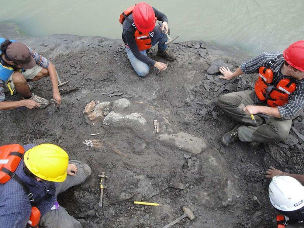 کشف بقایای گاو دریایی 20 میلیون ساله در پاناما