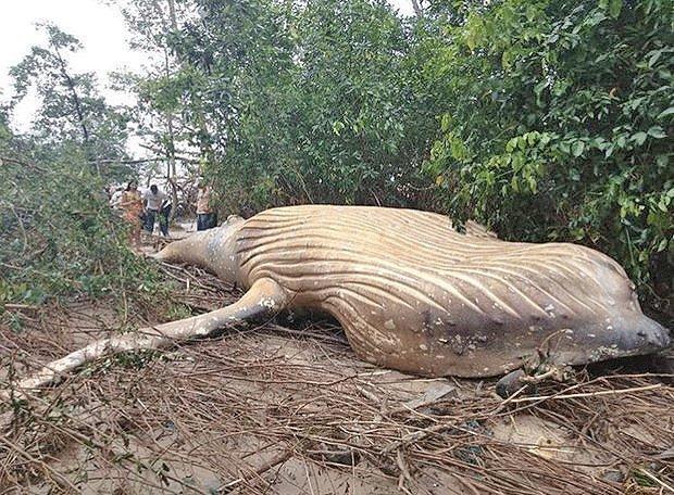 کشف یک نهنگ 10 تنی در جنگل های آمازون کشف یک نهنگ 10 تنی در جنگل های آمازون