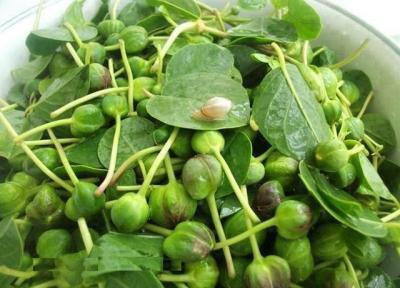 خواص ضدسرطانی گیاهی فراوان ولی ناشناخته
