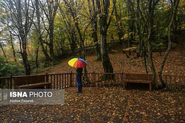 آیا جنگل های شمال کشور تا 30 سال آینده نابود می شوند؟
