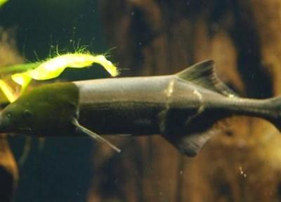 ساخت دوربین عکسبرداری با الهام از پیل ماهی