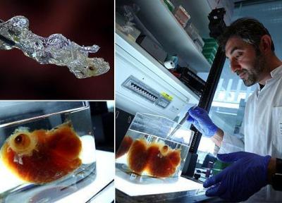 ساخت اعضای بدن انسان توسط محققان در آلمان برای پیوند کلیه