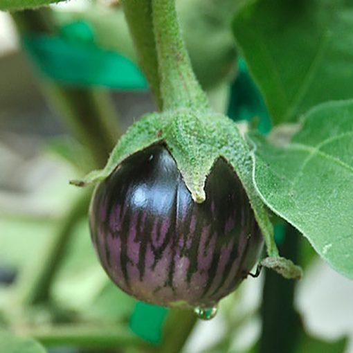 چگونه بادمجان را در خانه پرورش دهیم؟ چگونه بادمجان را در خانه پرورش دهیم؟