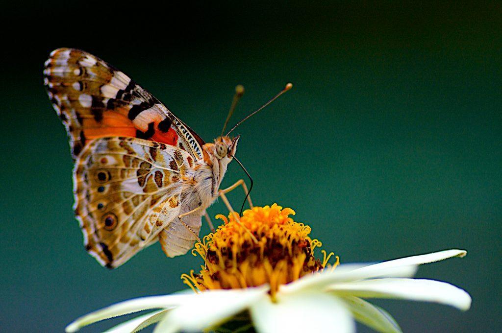 هجوم پروانه ها به شهرهای ایران؛ 10 حقیقت جالب در مورد پروانه خانم قشنگ