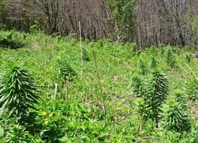گلدهی با تاخیر سوسن چلچراغ در رودبار