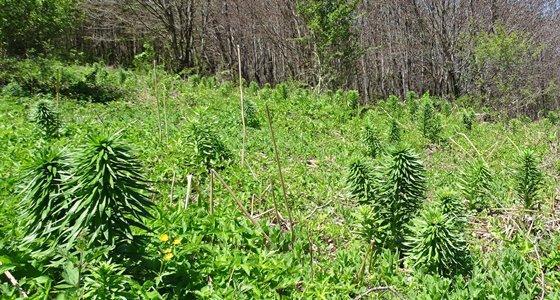 گلدهی با تاخیر سوسن چلچراغ در رودبار گلدهی با تاخیر سوسن چلچراغ در رودبار