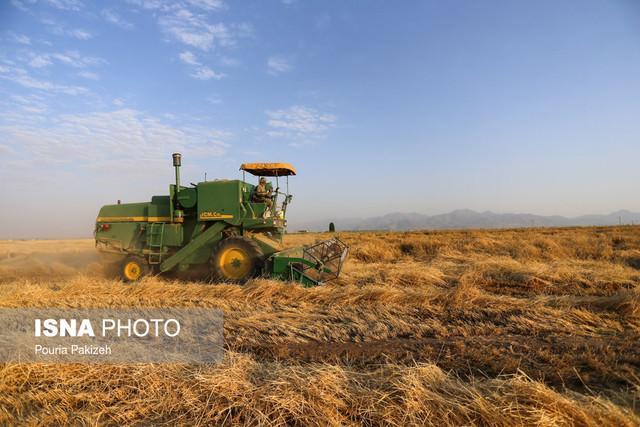 هشدار جهاد کشاورزی گلستان: گندم ها آلوده می شوند!