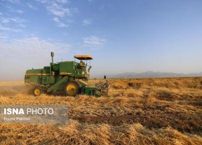 هشدار جهاد کشاورزی گلستان: گندم ها آلوده می شوند!