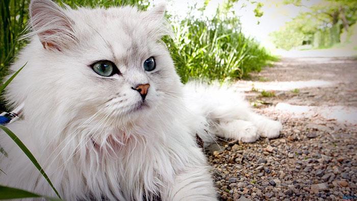 عکس گربه پرشین؛ تصاویری از گربه های ملوس ایرانی