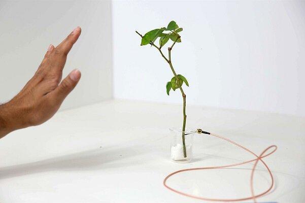 گیاه هوشمندی که با حرکت دست جابجا می گردد