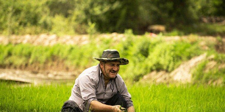 کشت برنج آبی ممنوع؛ خشکه بکارید کشت برنج آبی ممنوع؛ خشکه بکارید