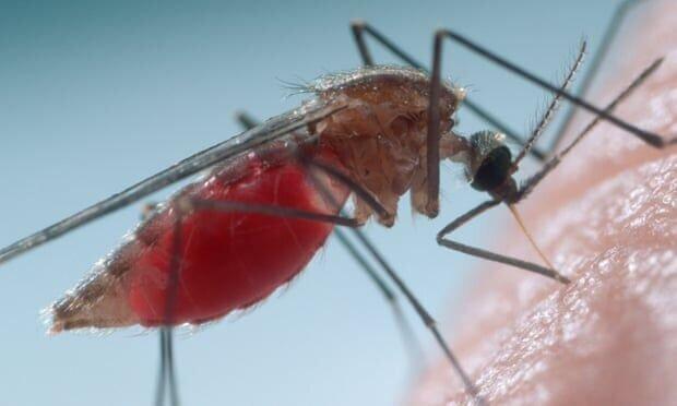 12 مورد ابتلا به مالاریا در چابهار مشاهده شد