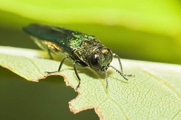 حشرات موذی به اندازه انسان ها گرمایش زمین را تسریع می نمایند