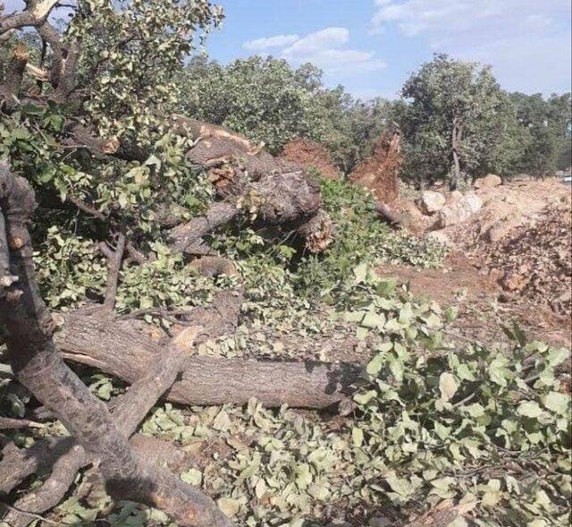 عامل قطع درختان جنگلی روانه زندان شد