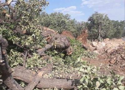 عامل قطع درختان جنگلی روانه زندان شد