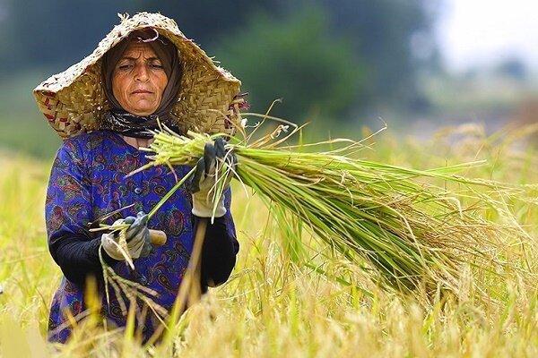 36.7 درصد جمعیت گیلان روستایی هستند