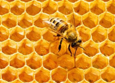 فواید و کاربرد های بره موم زنبور عسل