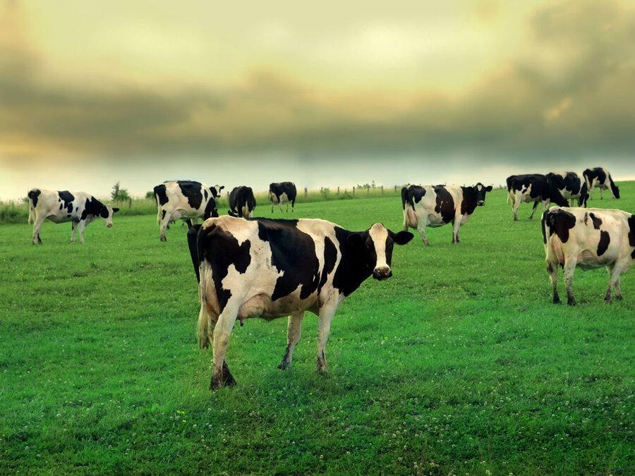 کشف عجیب؛ گاوها با یکدیگر در خصوص چه چیز صحبت می نمایند؟