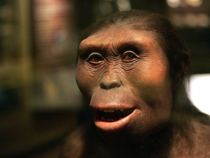 جنوبی کپی ها، گونه ای انسان تبار با دندان های محکم