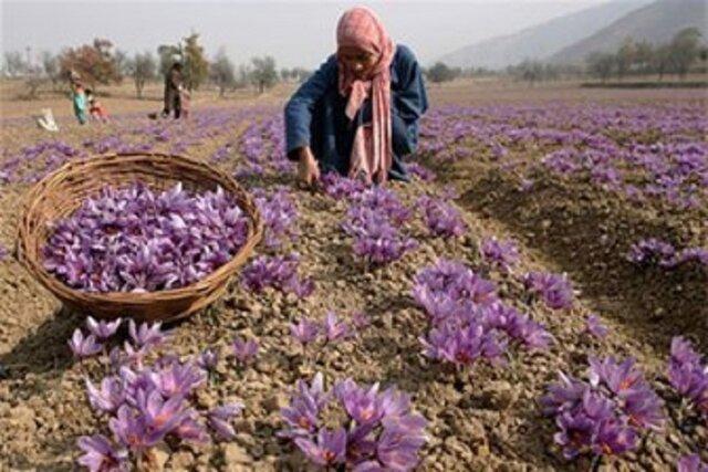 خریداری 765تن زعفران از کشاورزان خراسان شمالی، بخشی از مطالبات زعفران کاران استان پرداخت شد