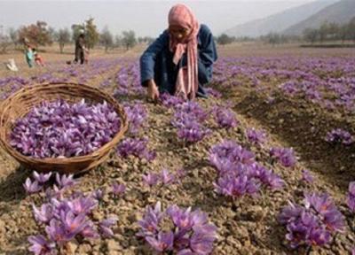 خریداری 765تن زعفران از کشاورزان خراسان شمالی، بخشی از مطالبات زعفران کاران استان پرداخت شد