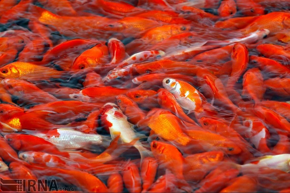 خبرنگاران ماهی قرمز از مراکز دارای پروانه بهداشتی خریداری گردد