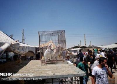 بازار حیوانات کنار میدان میوه و تره بار کرمان ، تهدیدی برای سلامت