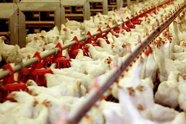 تامین مرغ مورد احتیاج مردم در نوروز