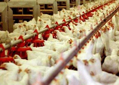 تامین مرغ مورد احتیاج مردم در نوروز
