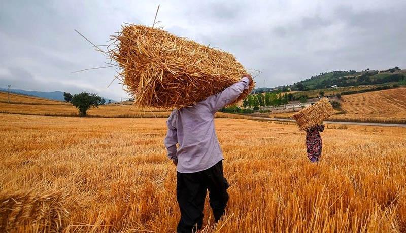 نرخ خرید تضمینی گندم در سال 99 مشخص شد