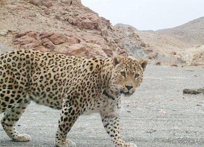 خبرنگاران پلنگ چوپان بجنوردی را زخمی کرد