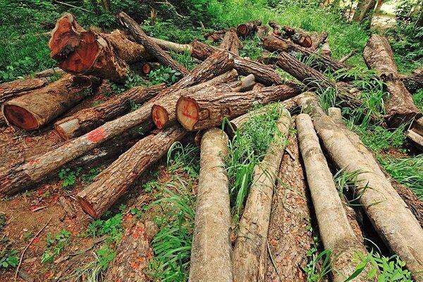 عامل قطع درختان در چرداول شناسایی شد