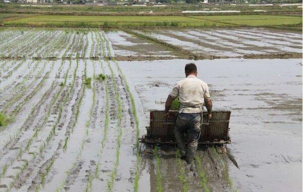 6500 دستگاه نشاء کار در گیلان آماده کاشت برنج است