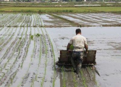 6500 دستگاه نشاء کار در گیلان آماده کاشت برنج است