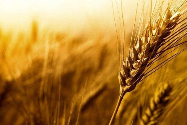 سال جاری 10.5 میلیون تن گندم از کشاورزان خریداری می گردد
