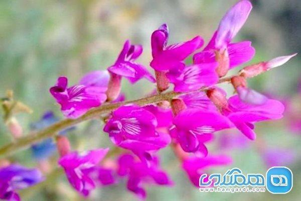 14 نکته درباره گیاه گون و محصول آن کتیرا