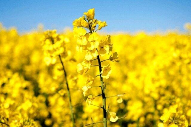 تمام مزارع کلزای کرمانشاه علیه آفت سِنَک سمپاشی شد تمام مزارع کلزای کرمانشاه علیه آفت سِنَک سمپاشی شد