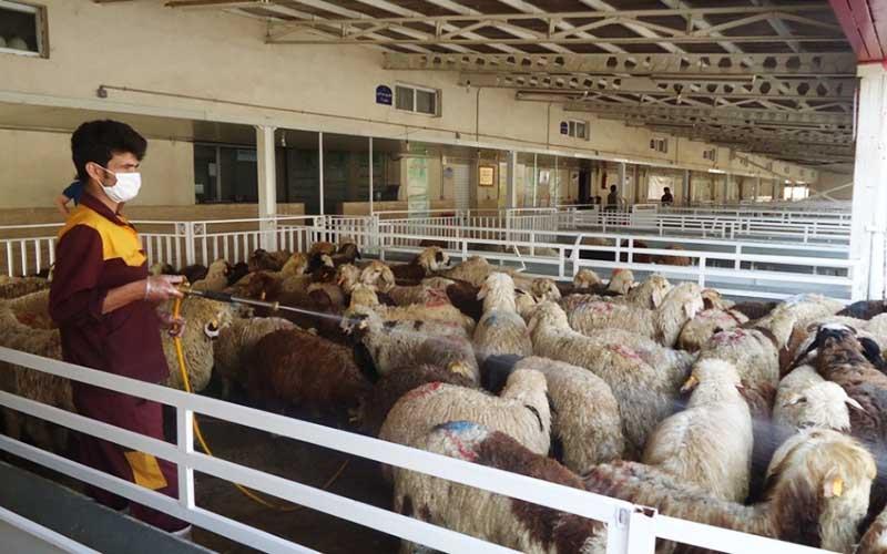 فروش و ذبح گوسفند در مراکز عرضه دام شهرداری در عید قربان ممنوع شد
