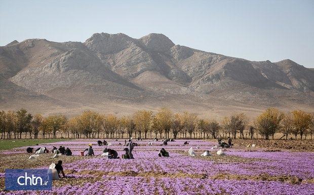 پژوهش نقش زعفران در توسعه گردشگری، نمونه موردی شهرستان پژوهش نقش زعفران در توسعه گردشگری، نمونه موردی شهرستان نطنز در حال انجام است