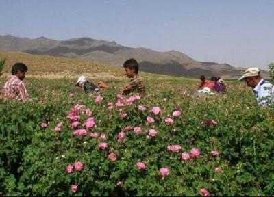 هجوم گردشگران به لاله زار بردسیر بدون توجه به پروتکل های بهداشتی
