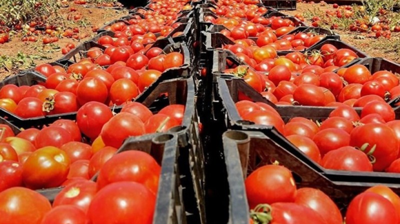 برگشت خوردن گوجه فرنگی صادراتی از عراق