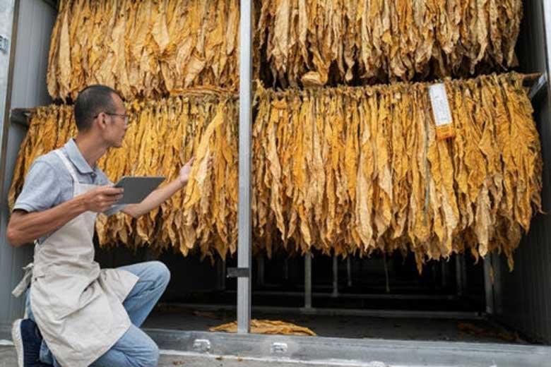 واکسن آنفلوآنزای بدست آمده از تنباکو در حال طی آزمایشات واکسن آنفلوآنزای بدست آمده از تنباکو در حال طی آزمایشات بالینی است